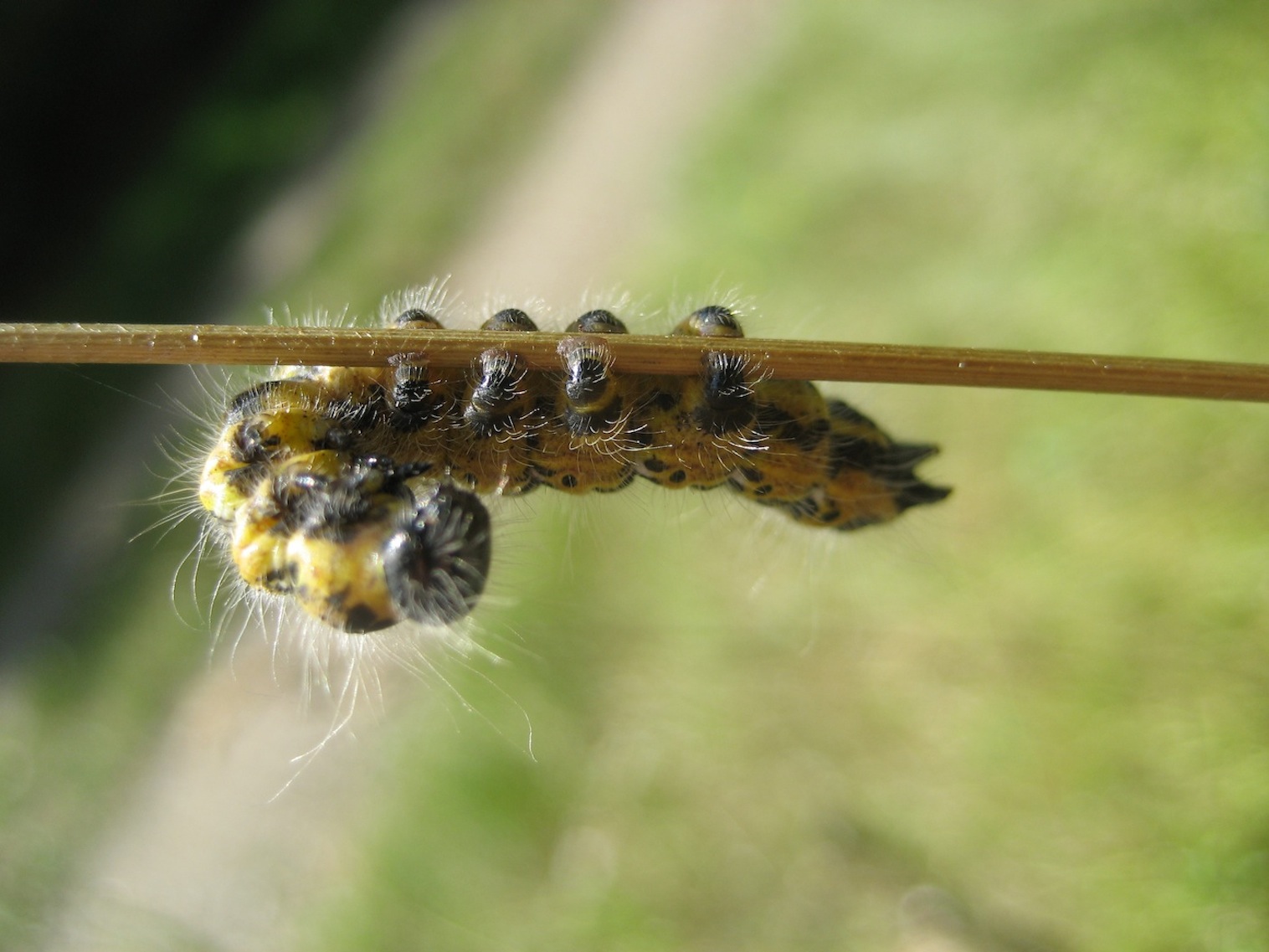 phalera bucephala??